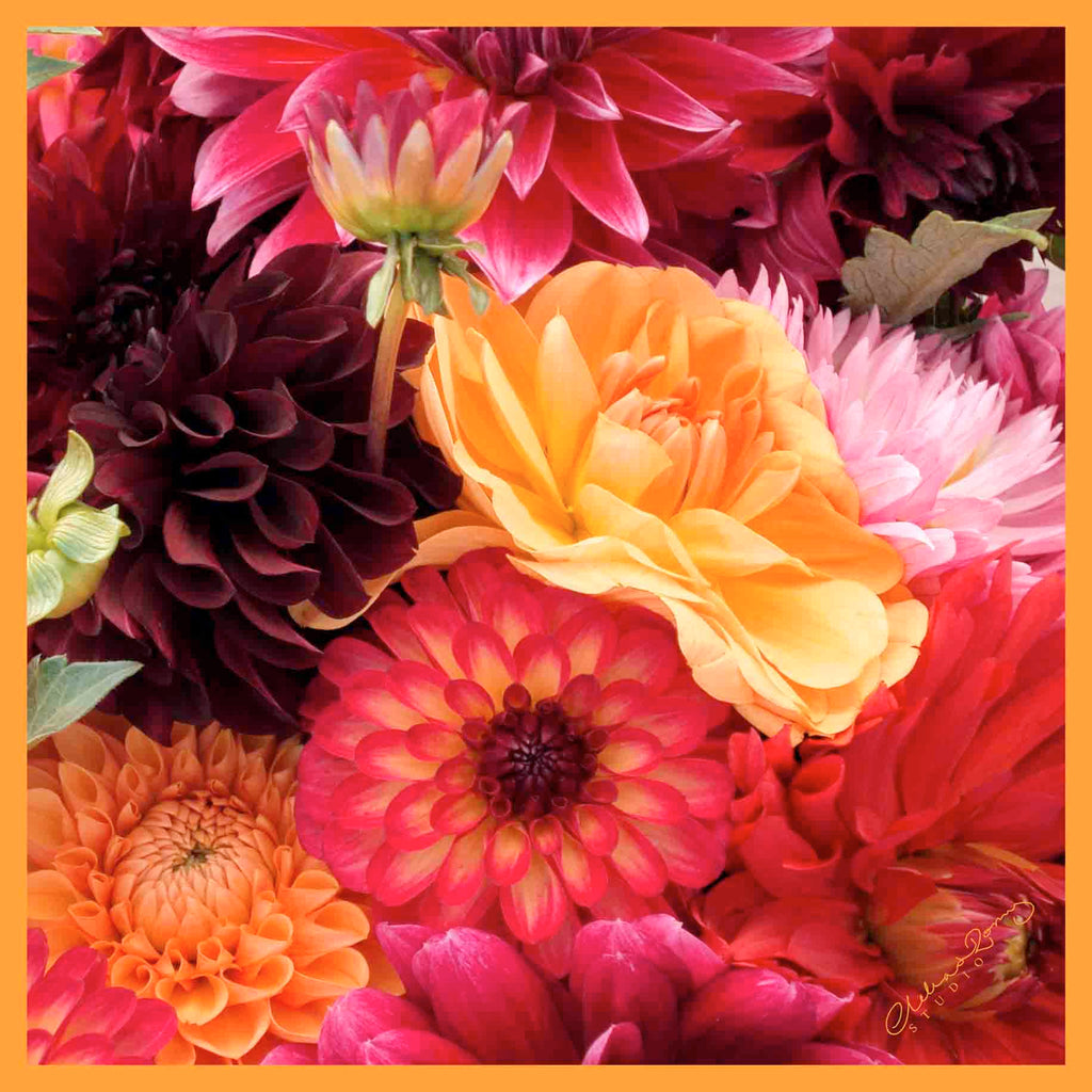 Clelia & Romy Studio Pink/orange large flowers  CM542-1 90cm