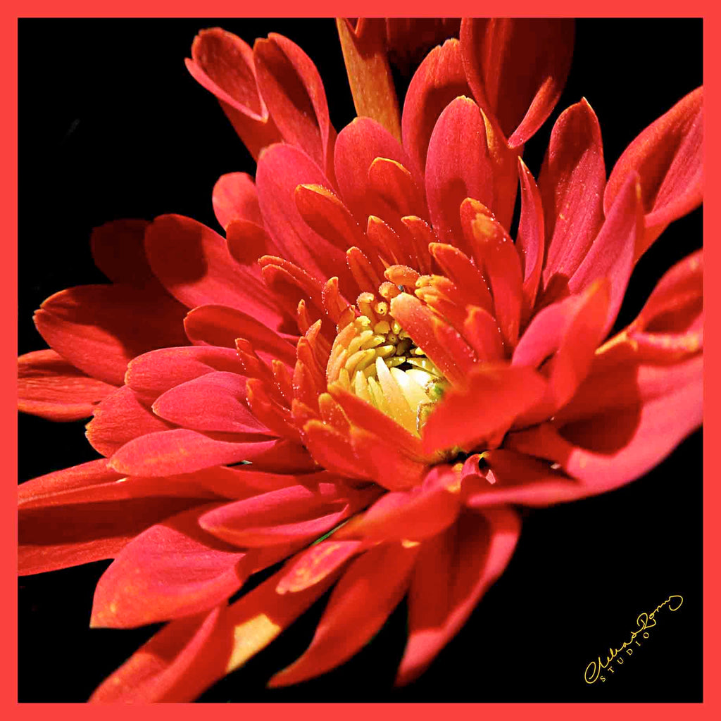 Clelia & Romy Studio Large red flower on black  CM561-1 90cm